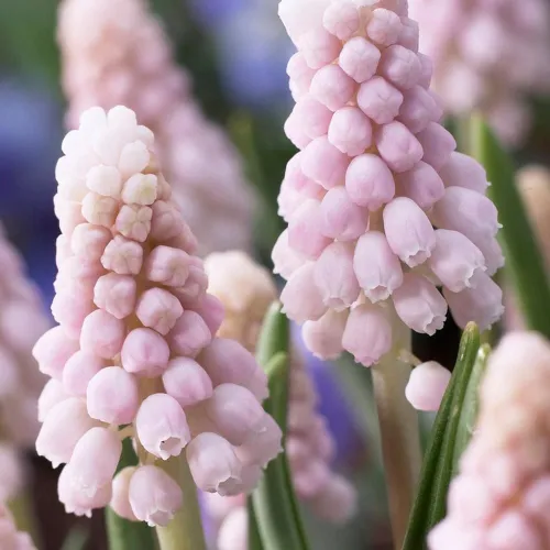 Muscari Pink Sunrise
